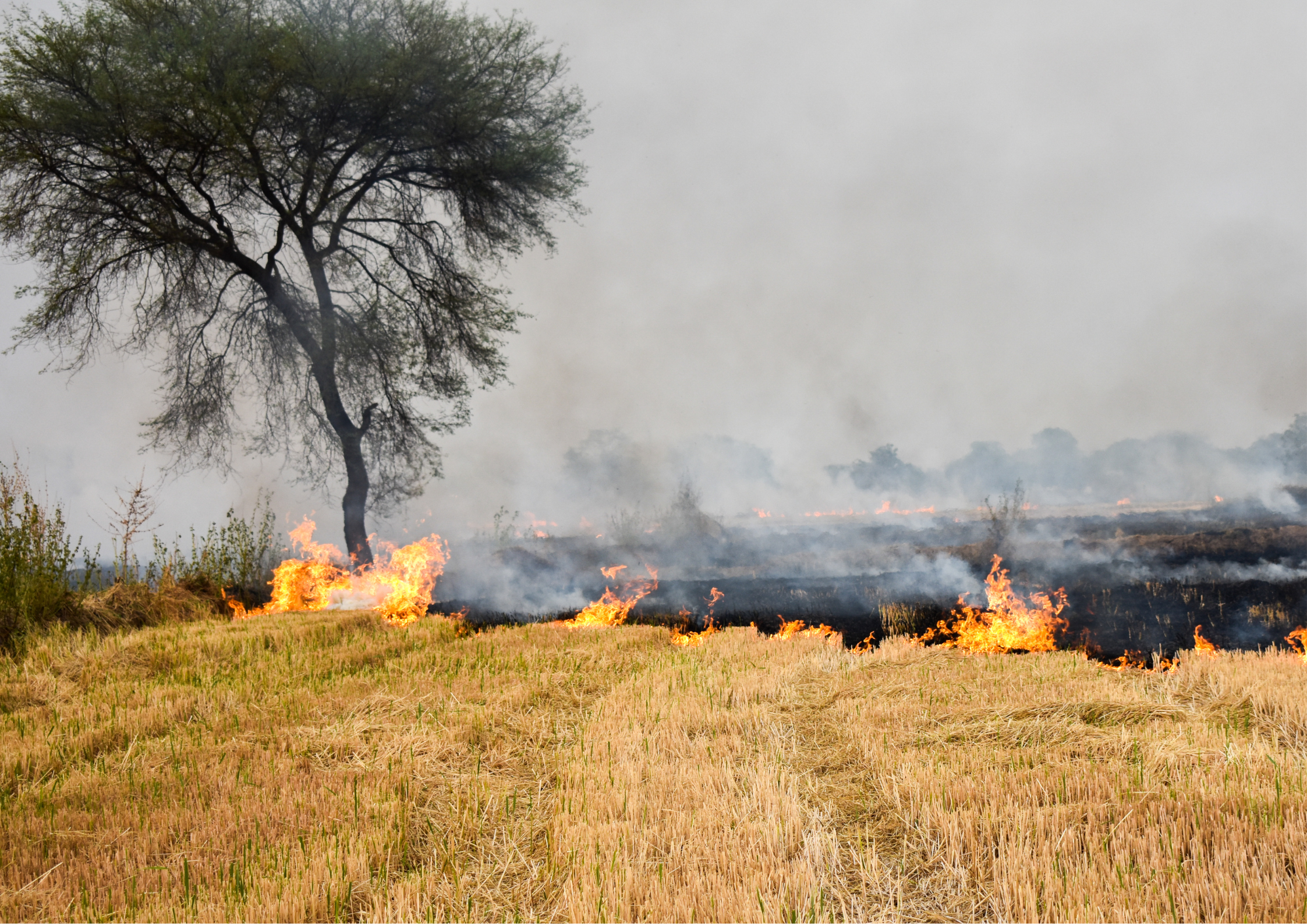 Fiery Fields and the Smothering Smog: Are Farmers to Blame?